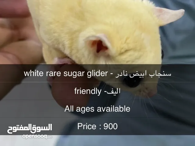 Very rare sugar glider - شوقر قلايد نادر