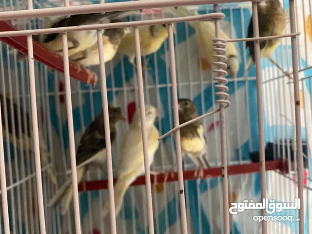 عصافير كناري البيع فروخ