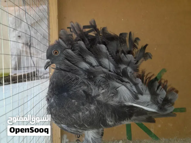 جوزحمام هزاز نوع سلك من النوادر