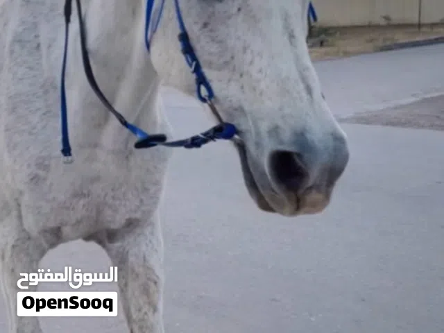 حصان مهجن مخصي