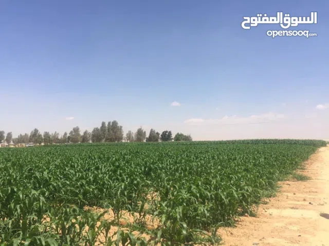 مطلوب سياره للبدل بقطعة أرض من 4 دونمات ولغاية 100 دونم حسب قيمة السياره او الجرافه