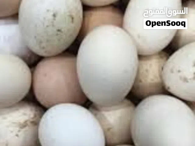 دحي عربي للبيع المكان طرابلس بجانب مسجد بيت العتيق
