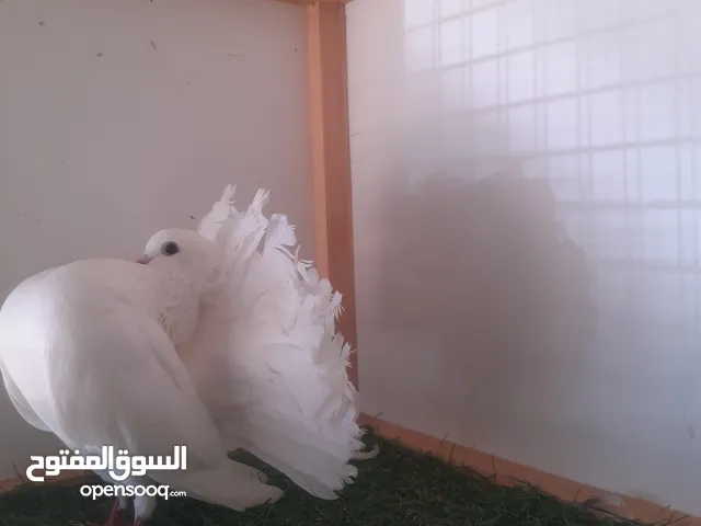 ذكر تونسي للبيع