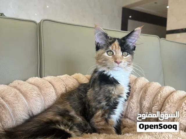 Maincoon pure breed female  3 months