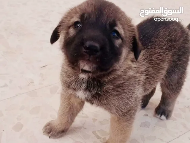 جرو كانجال صغير للبيع بسعر مناسب