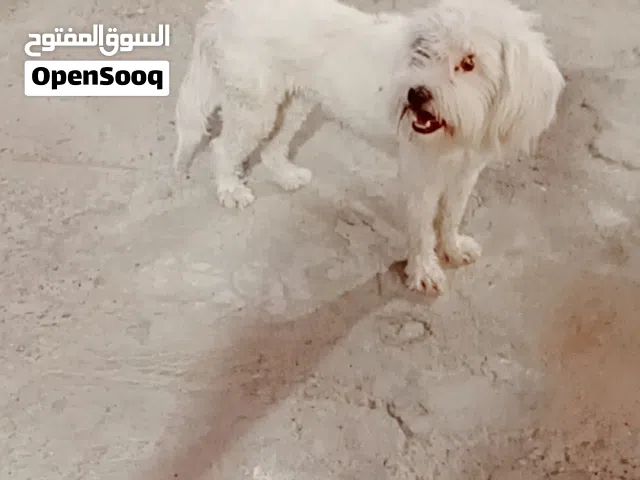 كلبه زينه لعوبه خوش جلبه