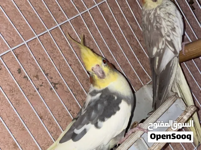 لي التبديل بي براهما ونزيد عادي علي حسب الحاجه