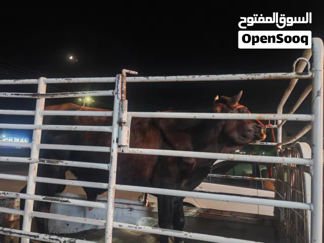 ثور تهجين جيرزي أسباني