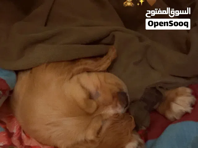 كلبه كوكر سبانيل عندها 67 يوم صحتها كويسه