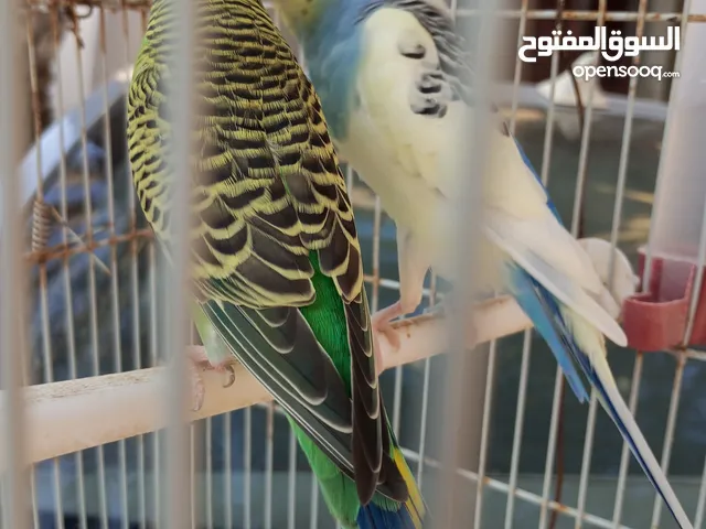 سلام عليكم