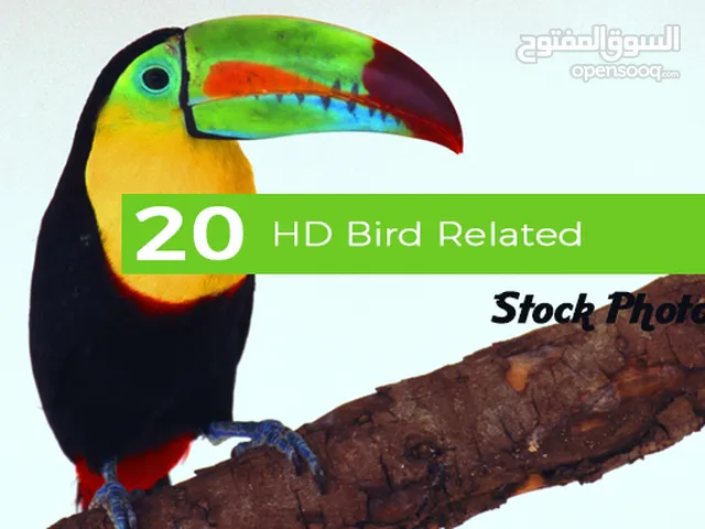 20 Bird Photos