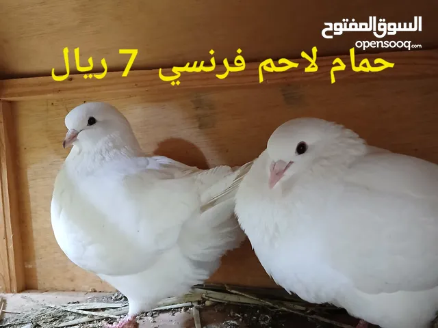 حمام لاحم فرنسي