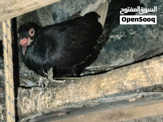 السلام عليكم  للبيع موجودات بوادي السير