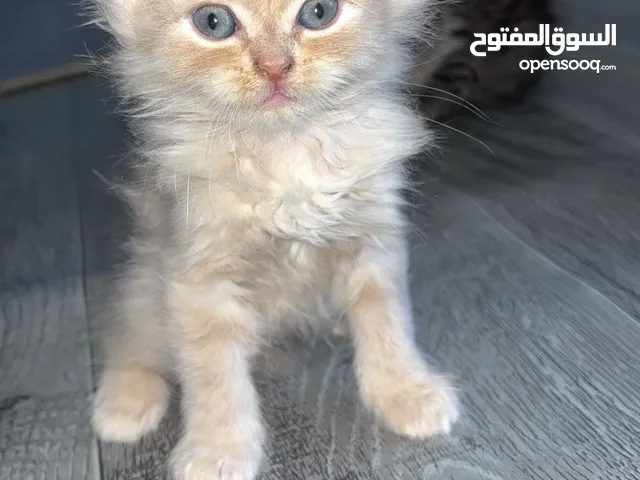 قطط في اربد