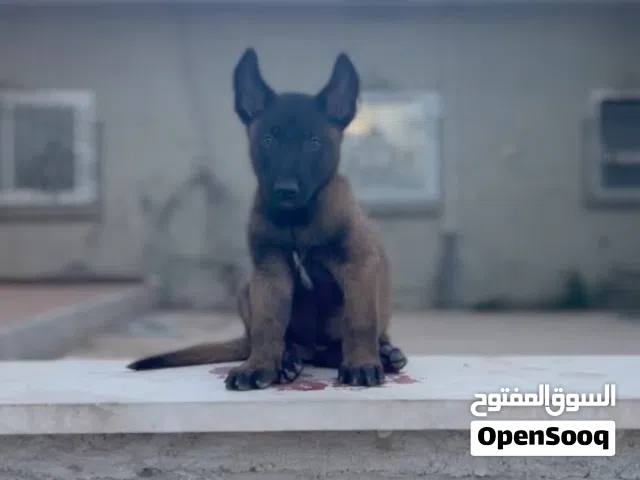 ادكر ملينوا للبيع العمر 60 يوم