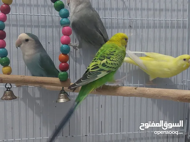 4 birds, 2 budgies and 2 love birds(hand raised) jeddah