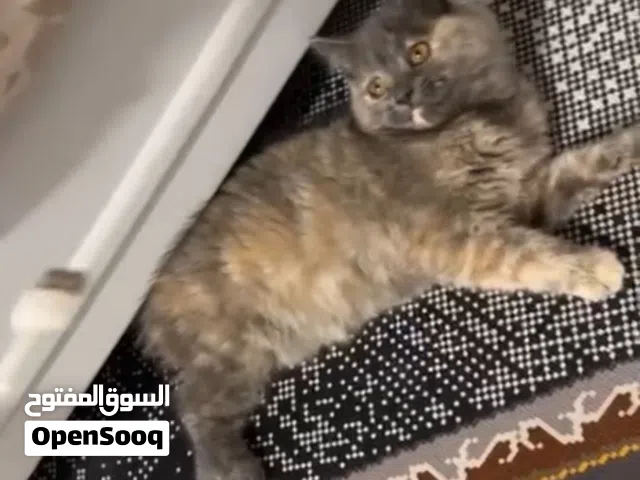 انثى هملايا مضرب بشانشيلا