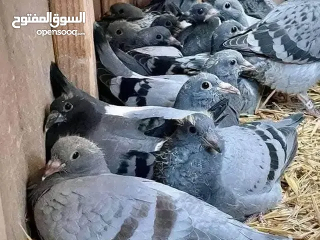 زغاليل للبيع تب صحه ونظافه