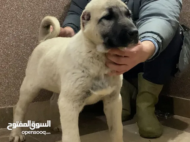 Kangal Dogs and Puppies for sale