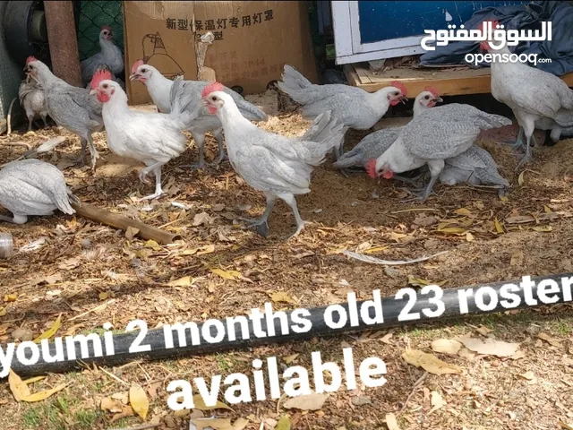fayoumi 2 months old 23 rosters available