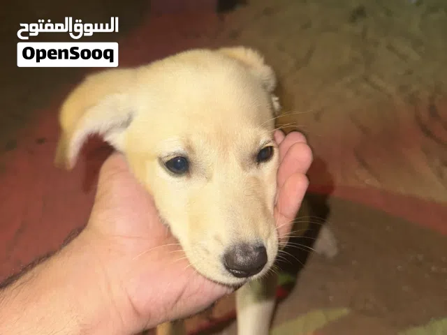 لابرادور انثى و ذكر