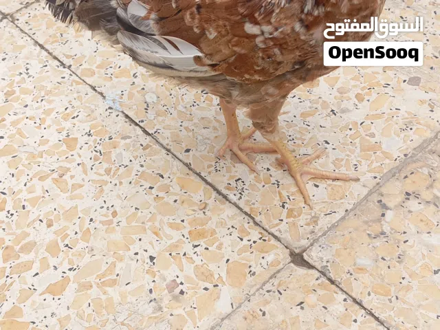 زوج كتاكيت كويتي عمر شهرين الاسود و ابيض ذكر و القهوائي انثى مكاني البصره المعقل