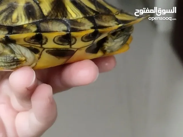 sea turtle comes with it's food only 40 AED it needs slot of care and you to change its water every