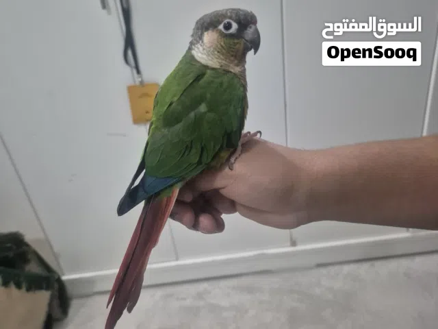 كنيور يلو سايد فول ربوه متكلم+يرقص