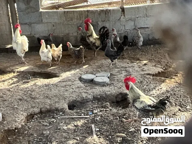 دجاج فرنسي بياض