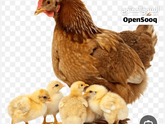مطلوب دجاجة مع صيصانها