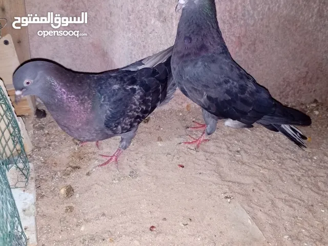 للمراوس بحمام ستلايت او بيع