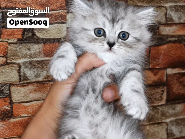 الجمال عدى الكلام شوفولي المستوى سكوتش  لون نادر بسعر مناسب جدا  جمجمه عريضه عيون فيروزي أطراف قصيره