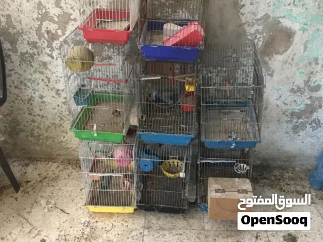 للبيع اقفاص