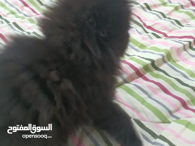 ثلاثة قطط للبيع