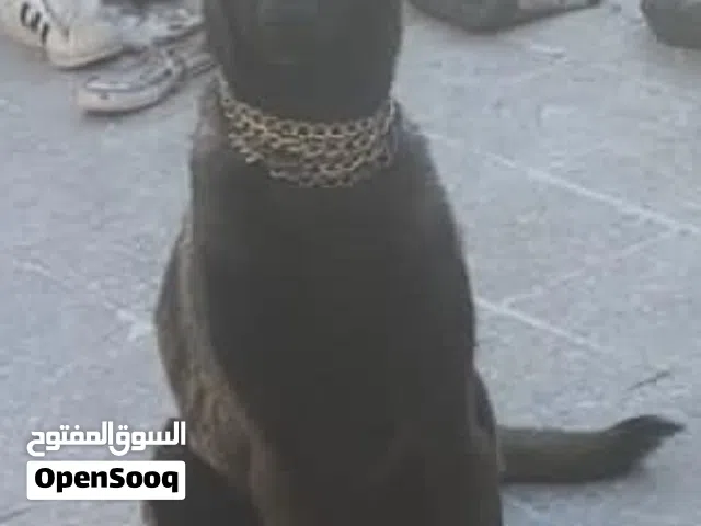 بلجم مالينو ذكر  العمر 7 شهور