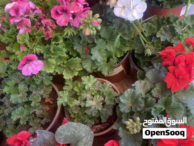 مشتل كروم فلسطين