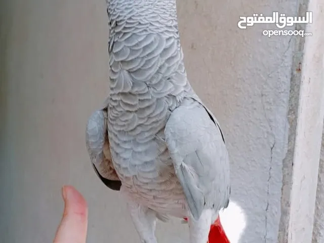 كاسكو بري اليف يصعد على يد متكلم
