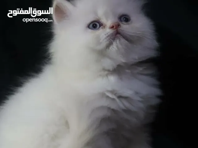 قطه اورنج صغنونه