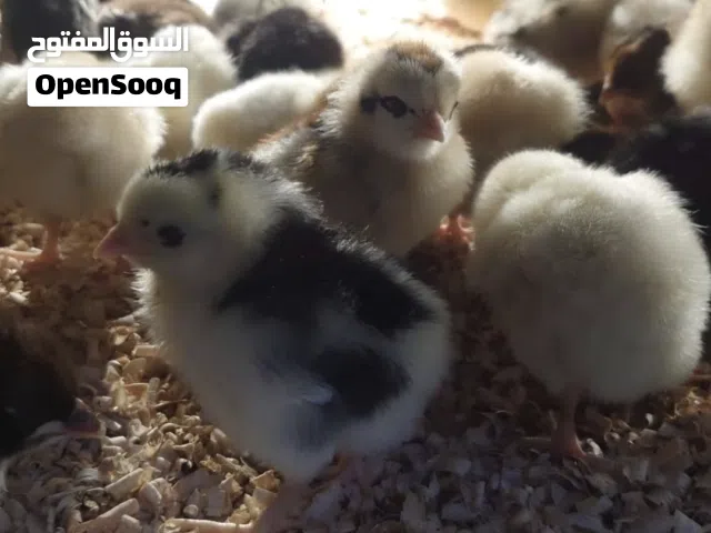 صيصان تهجين عماني فرنسي( يتوفر توصيل )