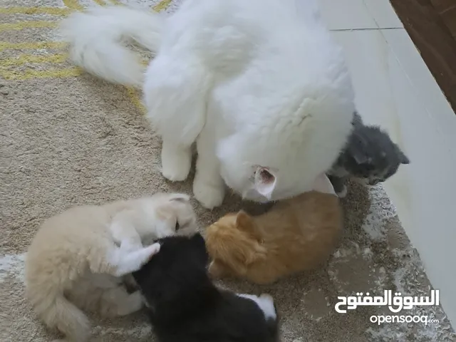 للبيع قطط في جدة