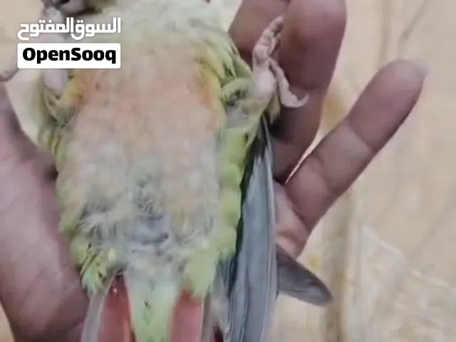 السلام عليكم كنيور اللبيع   ربه