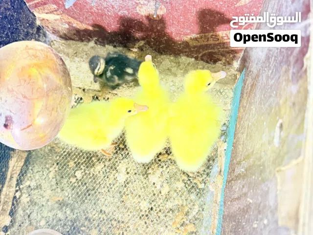 افراخ وز + بش بري طيار العنوان ابي الخصيب الحي العسكري الوز الزوج  و البش البري الزوج