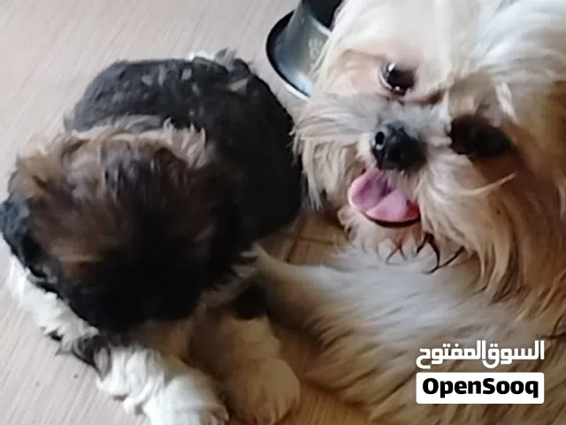 للبيع شيتزو بيور