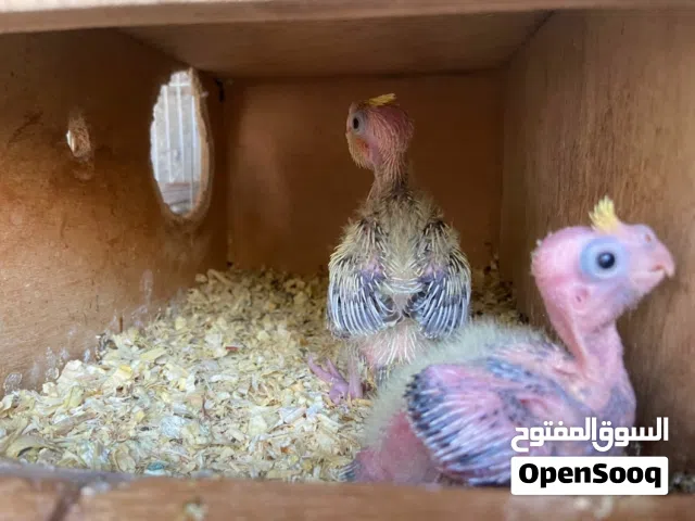 فروخ كوكتيل إزابيل شوف الوصف مهم