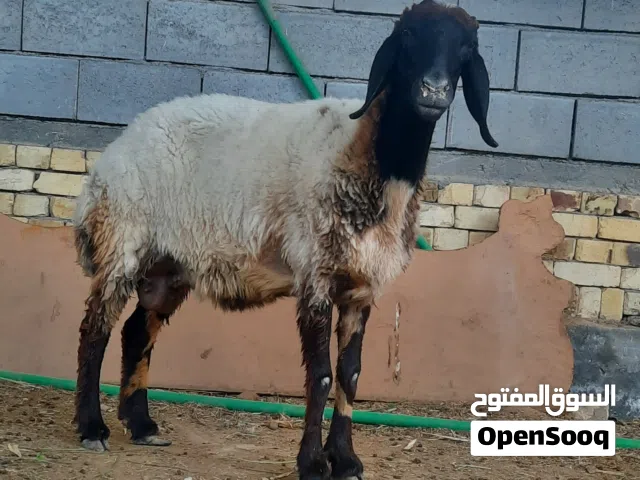 الشراي لو يتصل لو وات ساب فقط اقره الوصف