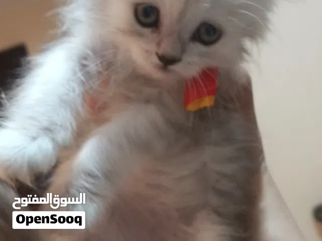 بيع قطط شيرازي شانشيلا