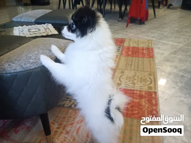 كلب بوميرنيان