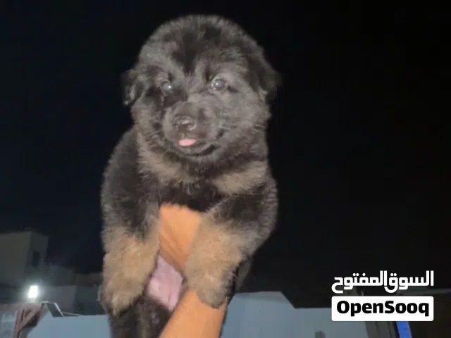 جرو جيرمن كنج سايز دم حار ورك لاين  GSD PUPPY MALE WORKLINE