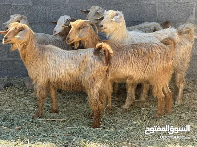 للبيع شوهات من حلال الجواميد اصل شي فاخر ونضيف ما شاء الله احجام ضخمه وراهيات ومد وشور