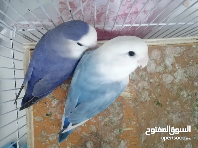 talking parrot full tem.  and Love bird running pair for sale with Case. Contract WhatsApp